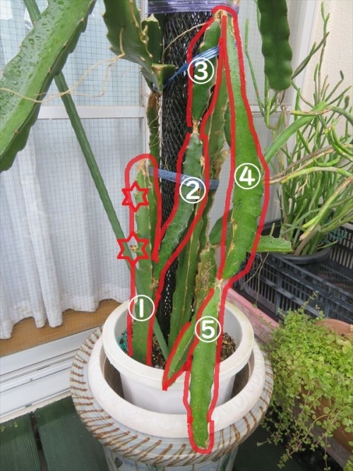 ドラゴンフルーツ赤肉　Hylocereus costariensis/ polyrhizus 植え～さて～新芽欠き(2022.05.03)をしましたが垂れ下がり始めた茎節でなく挿し木した古枝に花芽が来ています。2022.08.11