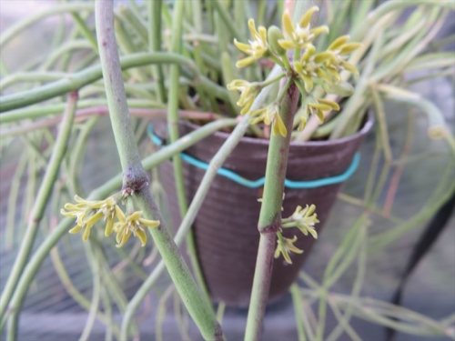 サルコステンマ　(シナンクム） Sarcostemma viminale=Cynanchum)不明種。花付が悪いですが開花しています♪。2022.08.19