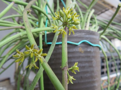 サルコステンマ　(シナンクム） Sarcostemma viminale=Cynanchum)不明種。花付が悪いですが開花しています♪。2022.08.19