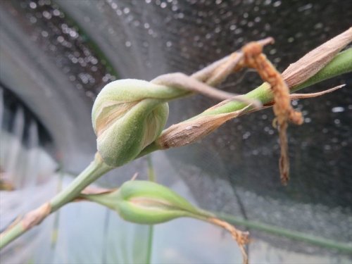 プヤ ミラビリス　Puya mirabilis ボリビア アルゼンチン原産。8月6日に開花し別花同士交配しておくと子房が膨らんできました♪2022.08.22