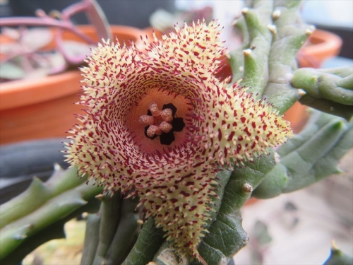フエルニア ヒストリクス Huernia hystrix var.parvula 南アフリカ、モザンピーク原産。少しもじゃもじゃの弱い花、夜も開花しています。2022.09.02