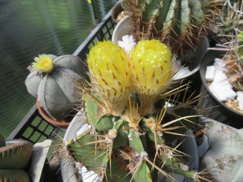 アストロフィツム青般若 Astrophytum ornatum var. glabrescens メキシコ、イダルゴ、ケレタロ周辺原産、年間降雨量４００ｍｍ前後。2花同時開花しそうです。午前１１時はまだ開きません。2022.09.05