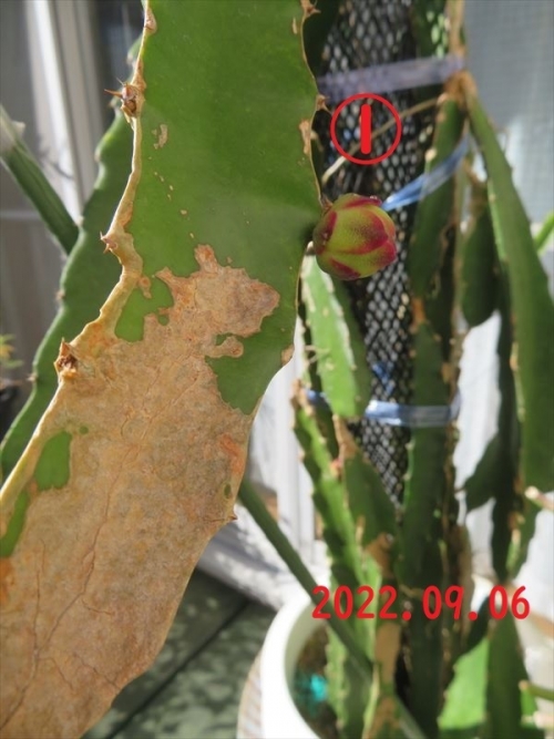 ドラゴンフルーツ赤肉Hylocereus costariensis/ polyrhizus　　今年はもう駄目と思いましたが、８月終盤花芽が２か所①②上がってきました。2022.09.06