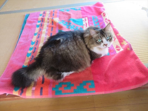 我が家の保護猫、伊豆子ちゃん♪タヌキっぷりは健在です♪気づけば５月で７歳です(^o^) 2022.09.06