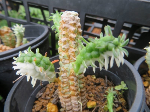 ユーフォルビア 白樺キリン ミルクトロン　Euphorbia mammillaris f. variegata　胴切り挿し木苗の中から2色変種が生えてきました。2022.09.09