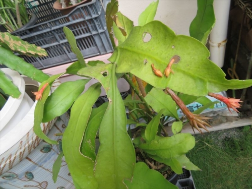 エピフィルム 月下美人 Epiphyllum oxypetalum メキシコ熱帯雨林原産、1番花の開花後5つ蕾が同時に上がりましたが次々落ちダメです。2022.09.15