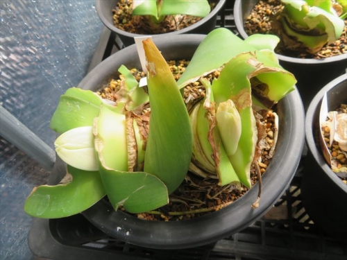 ハエマンサス アルビフロス×コッキネウス Haemanthus albiflos× coccineus モモイロハナ マユハケオモト（常緑葉タイプ）常緑のはずが休眠中、葉が虫に食われて酷い姿です。花芽は来ています。2022.09.18