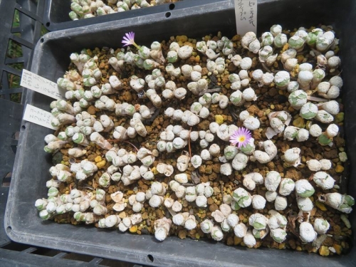 コノフィツム エクティプム(ピンク花）Conophytum ectypum 2021.03.26、古株を休眠皮のまま挿し木しました。早く目覚め開花し始めました。2022.09.19