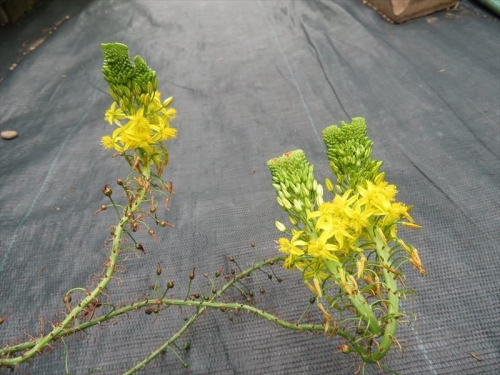 ブルビネ フルテスケンス 石化黄色花　Bulbine　frutescens Yellow 、花だけがセッカしています。2022.10.05