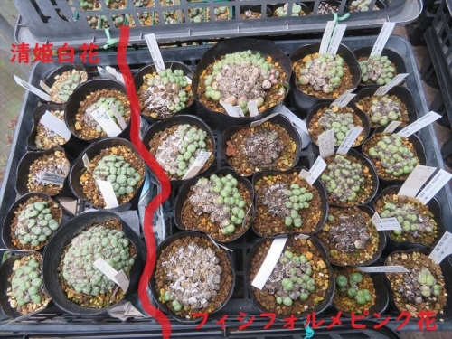 コノフィツム フィシフォルメ Conophytum ficiforme、淡ピンク花、大輪、小輪、２タイプ.右側。左、清姫2022.10.07