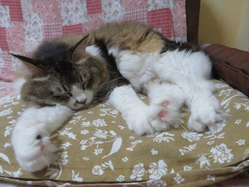 我が家の保護猫、伊豆子ちゃん♪最近新しい部屋の新しいソファーの座布団がお気に入り♪2022.10.10