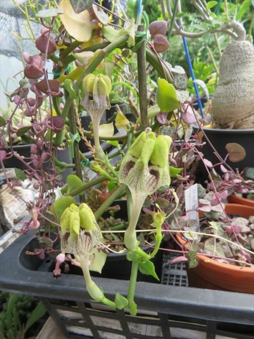 セロペギア ラディカンス亜種スミジー Ceropegia radicans ssp. sumithii 花は斑で紫黄緑、５室に分かれている珍花。＆セロペギア ウッツディー(紫色の蔓）一緒に絡めて小バエに交配して種ができて欲しい♪2022.10.16