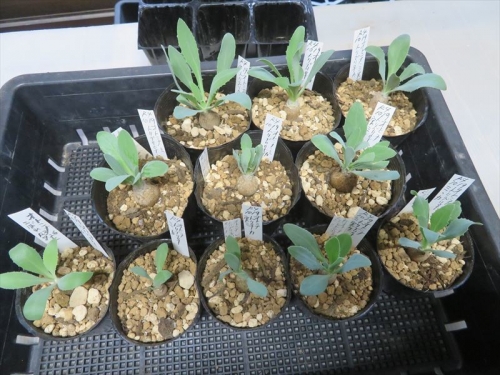 オトンナ トリブリネルビア Othonna triplinervia♀ ２０２１年自家採取種子実生苗が大部目覚めたので植え替えしました。2022.10.19
