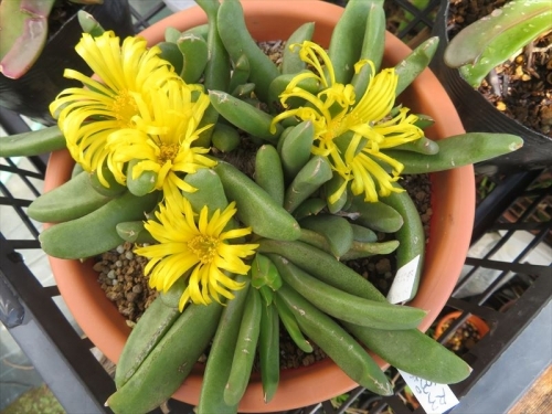 グロッチフィルム不明種 黄花、芳香無　Glottiphyllum sp. Yellow　flower　艶消し葉タイプが1番早く開花しています。2022.10.24