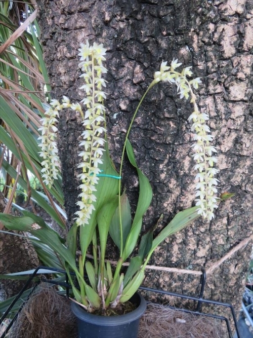 デンドロキラム コビアナム　Dendrochilum cobbianum ３本しな垂れる花芽があり、１本だけ先に咲いていましたが、同時満開になりました♪。2022.10.26