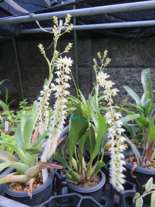 デンドロキラム コビアナム　Dendrochilum cobbianum ３本しな垂れる花芽があり、１本だけ先に咲いていましたが、同時満開になりました♪。2022.10.26