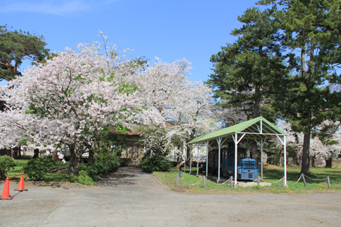 芦野公園の桜2022-2
