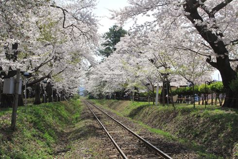 芦野公園の桜2022-3