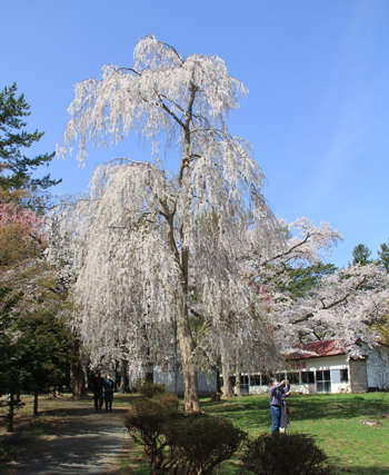 芦野公園の桜2022-5