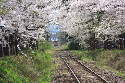 芦野公園の桜2022-9
