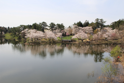 芦野公園の桜2022-17