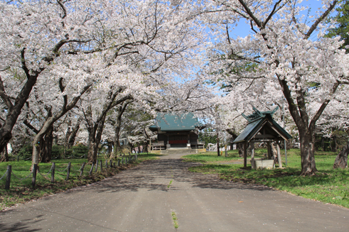 芦野公園の桜2022-20