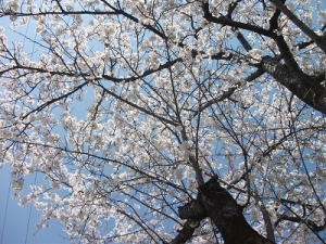 220421桜を見上げる