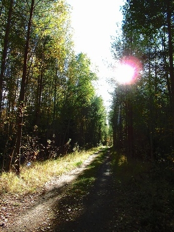 森の小径1