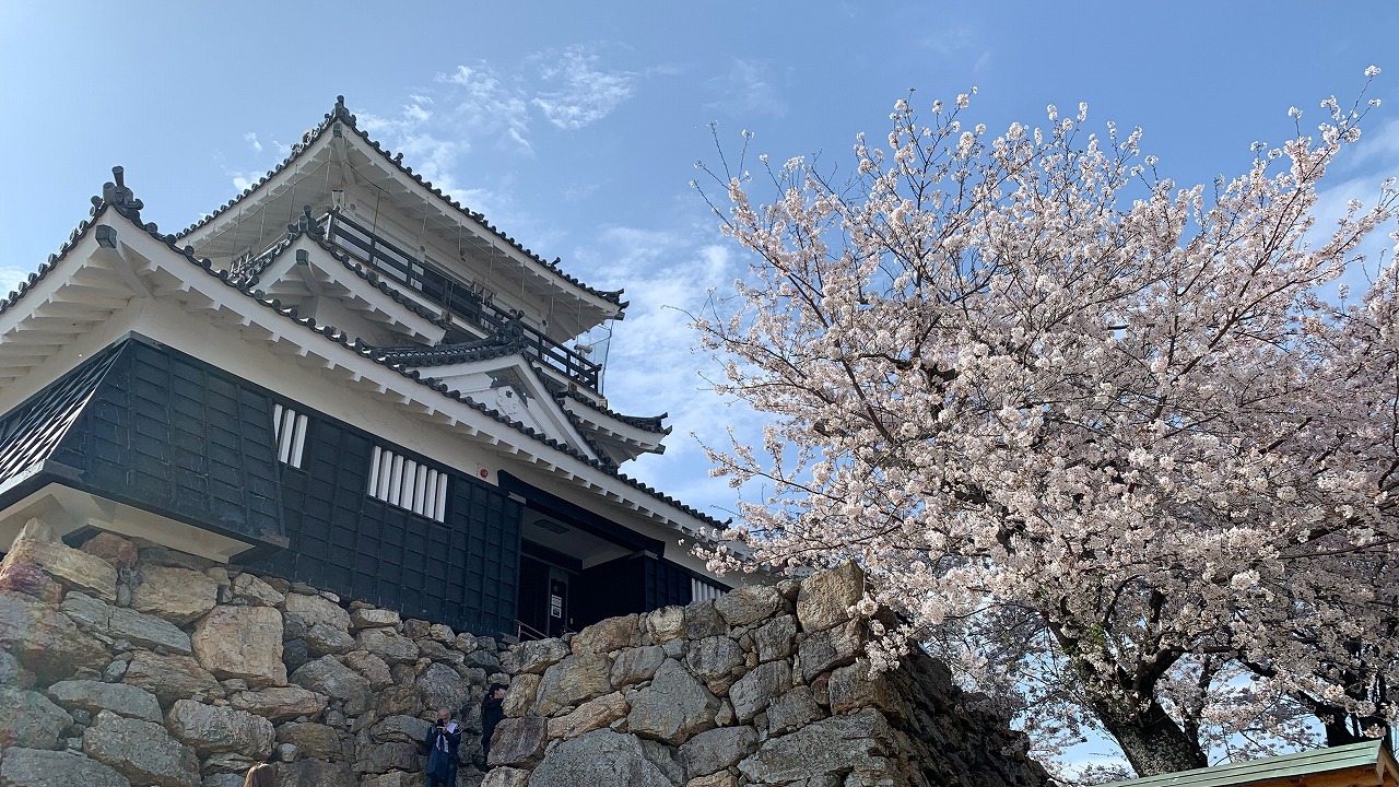 浜松城の桜　（2022年4月）