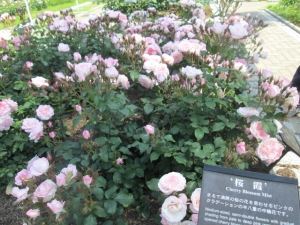 大阪市立長居植物園-11
