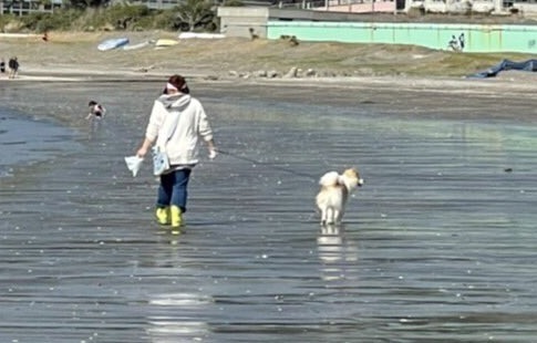 干潮した海辺と犬と私２小