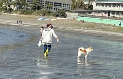 干潮した海辺と犬と私小